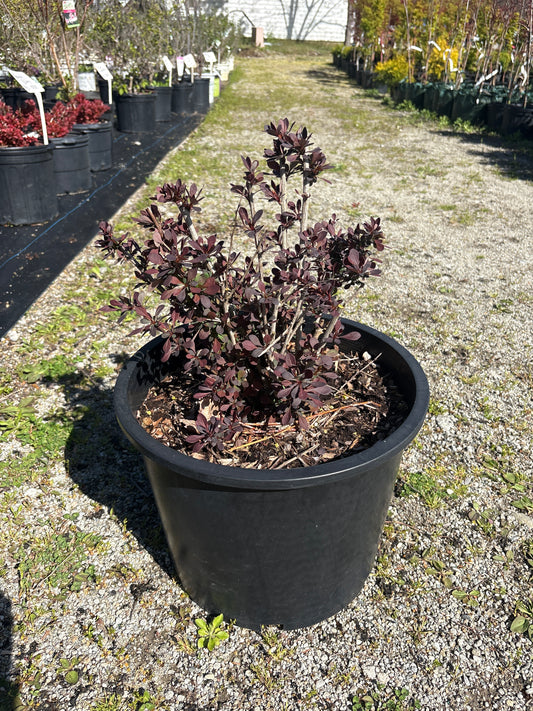 Rose Glow Barberry