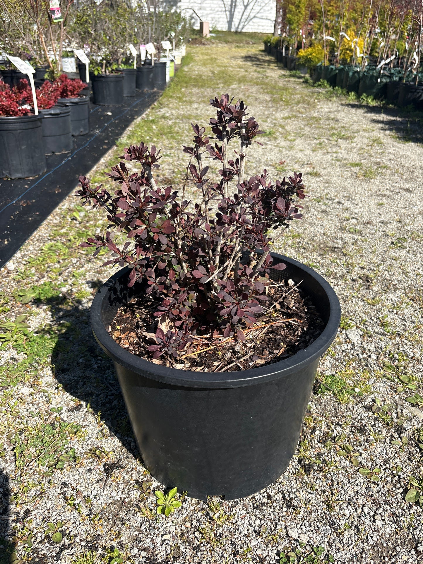 Rose Glow Barberry