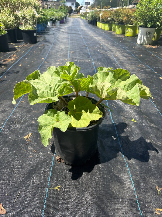 Victoria Rhubarb