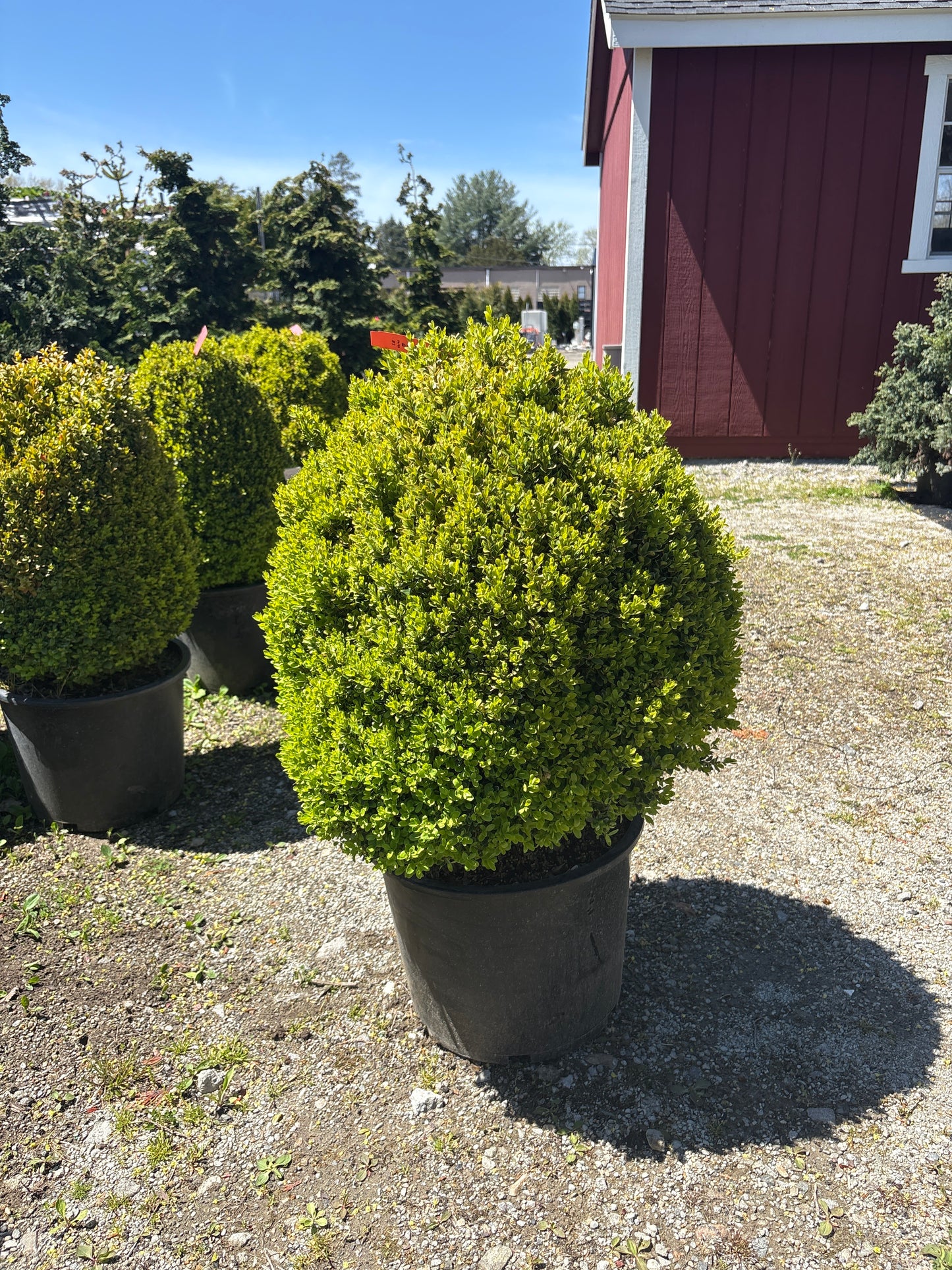Dwarf English Boxwood