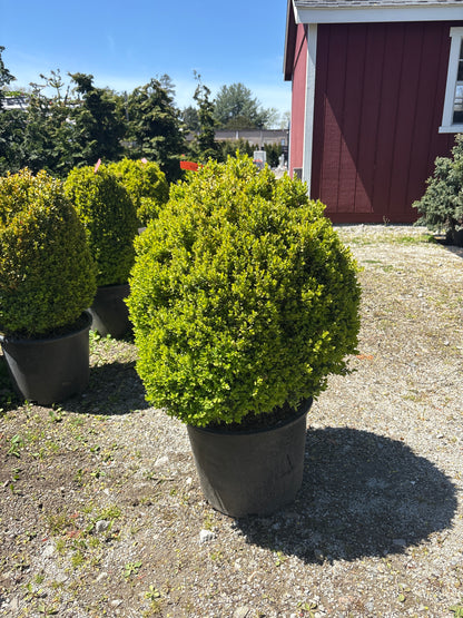 Dwarf English Boxwood