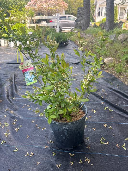 Highbush Blueberry