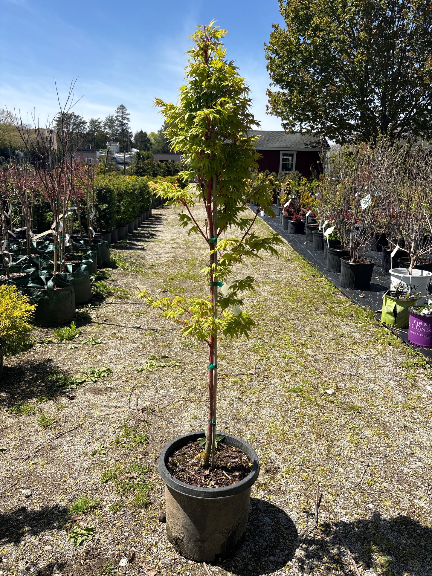 Coral Bark Japanese Maple