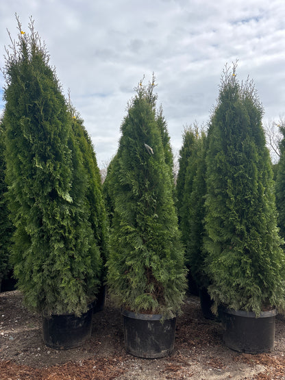 Emerald Green Arborvitae