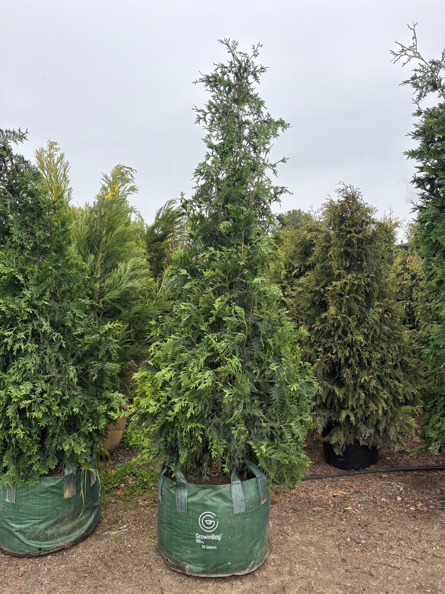Green Giant Arborvitae