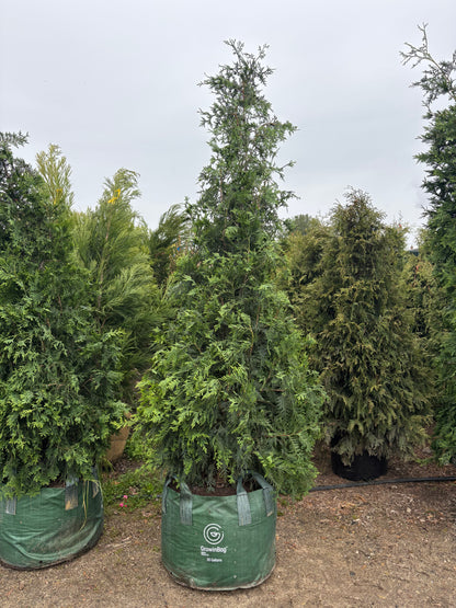 Green Giant Arborvitae