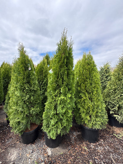Emerald Green Arborvitae