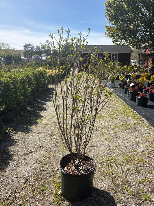 Blue Muffin Viburnum