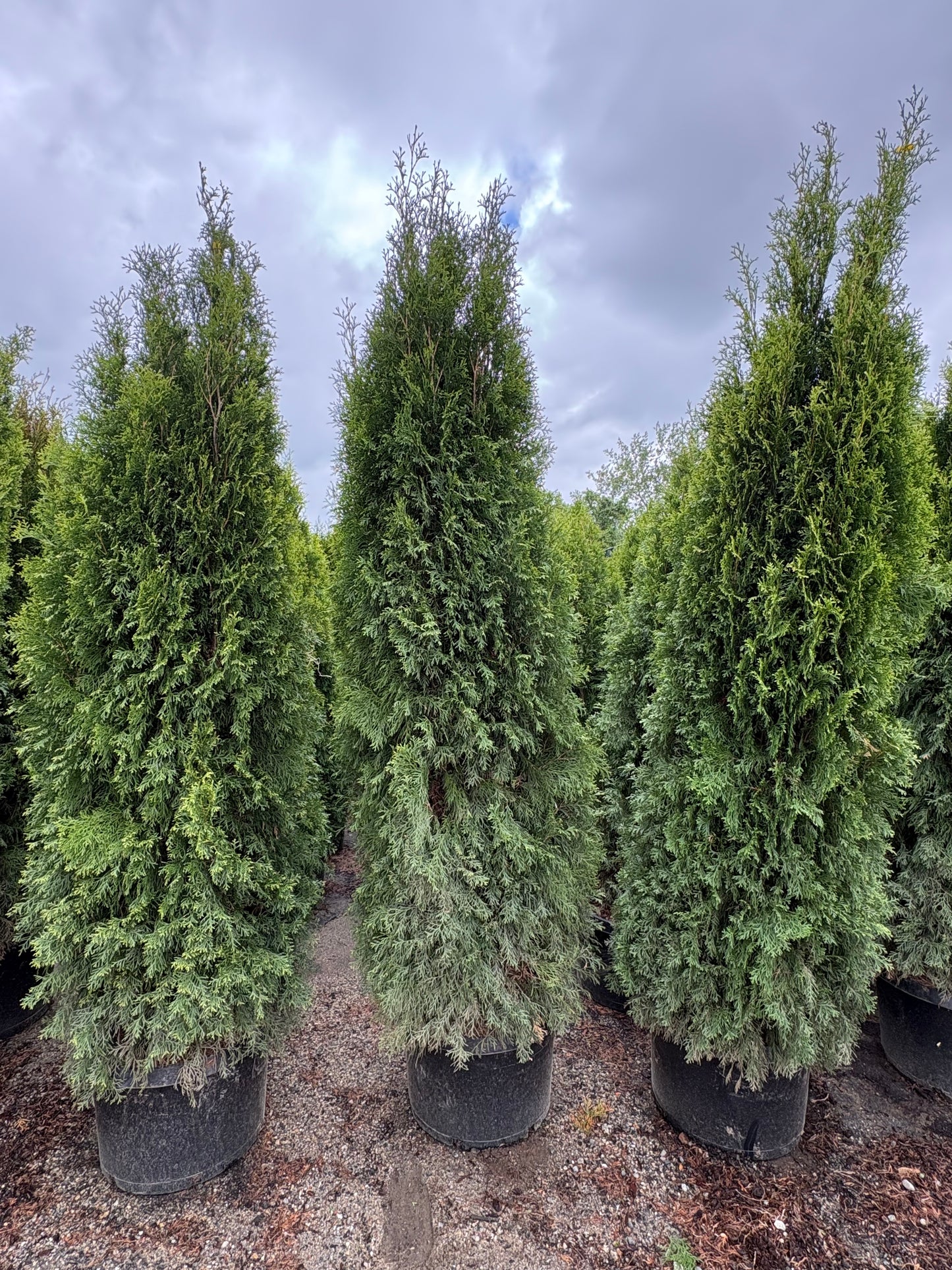 Emerald Green Arborvitae
