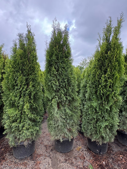 Emerald Green Arborvitae
