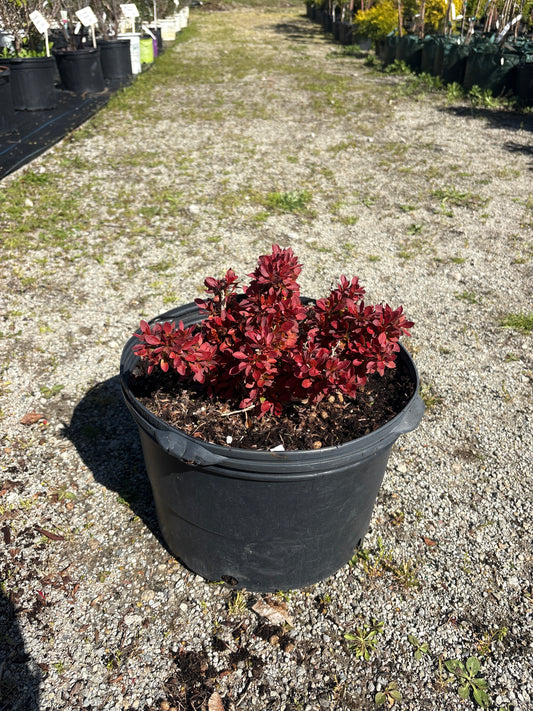 Admiration Barberry