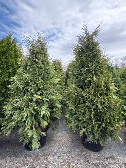 Dark American Arborvitae