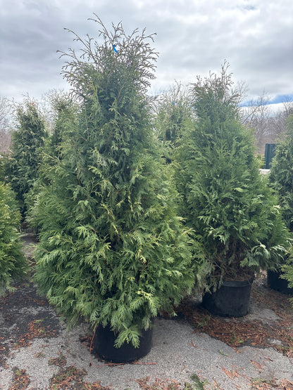 Dark American Arborvitae