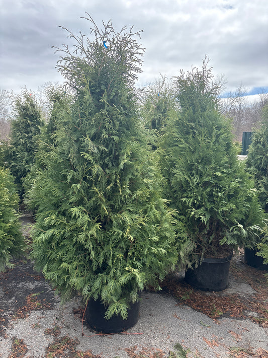 Dark American Arborvitae