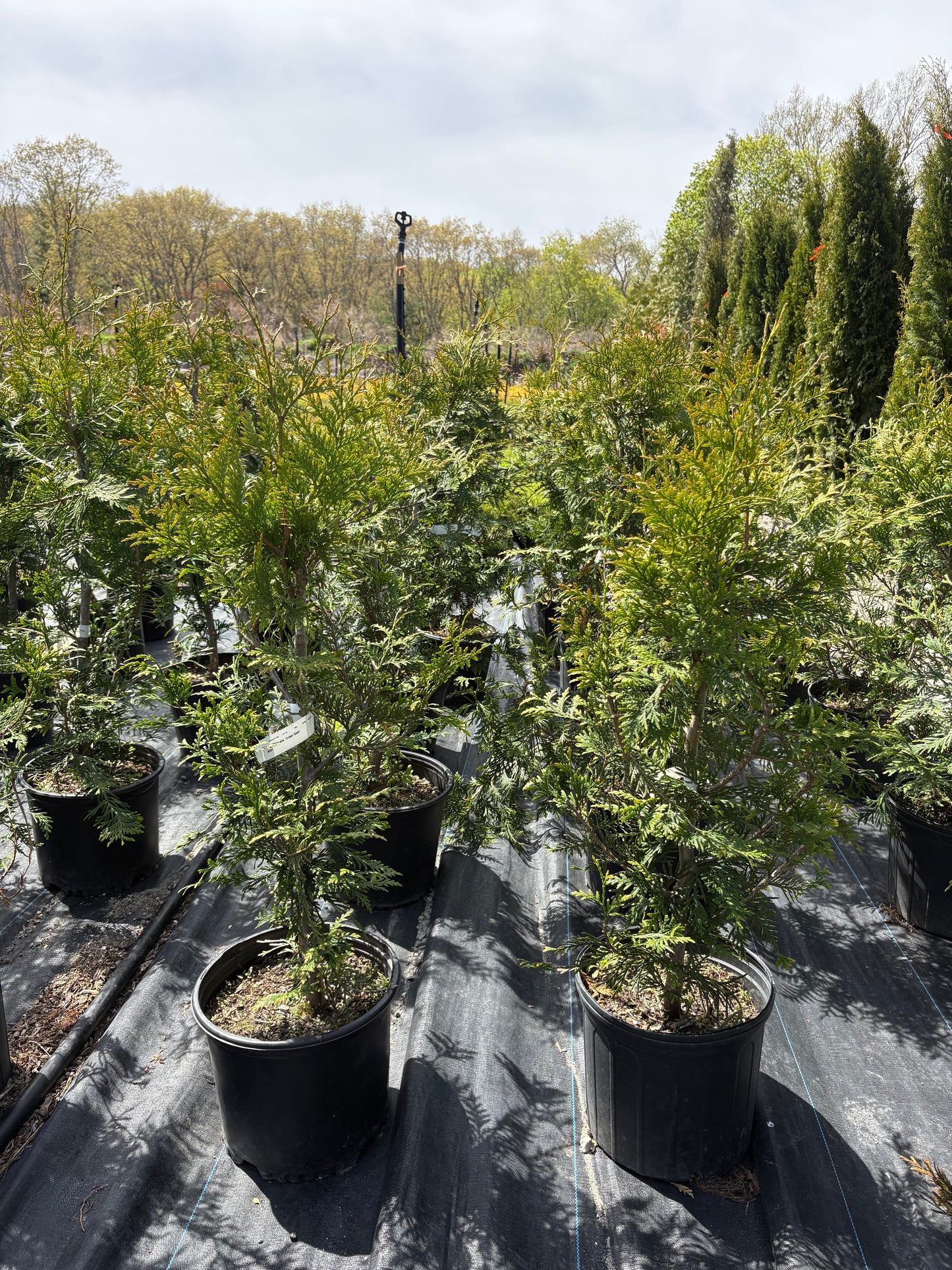 Green Giant Arborvitae
