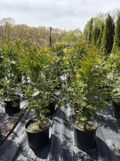 Green Giant Arborvitae