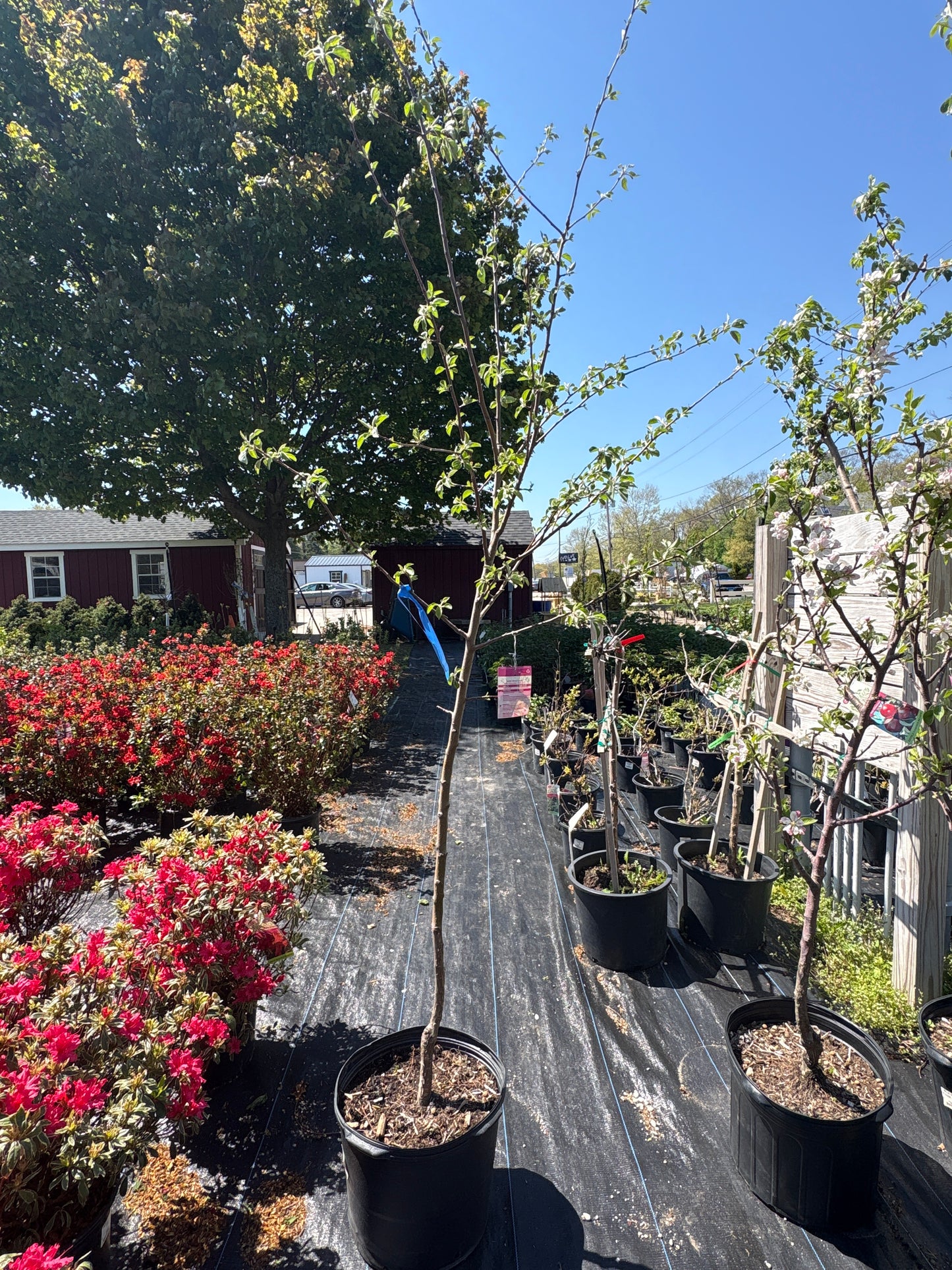 Honeycrisp Apple Tree