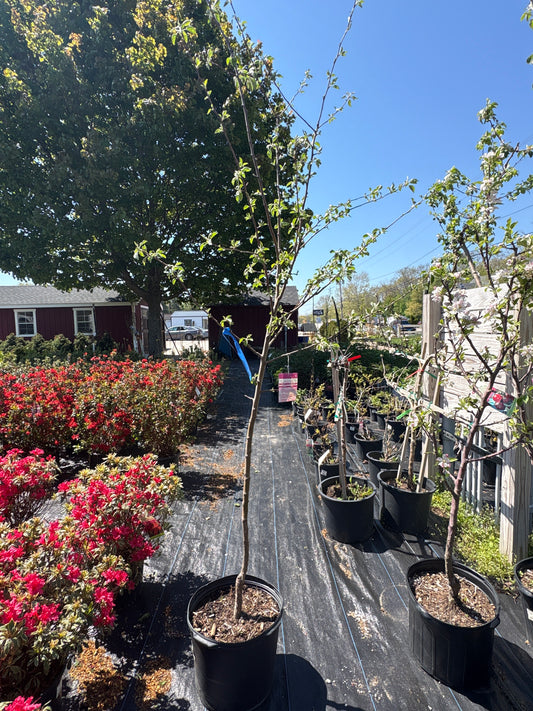 Honeycrisp Apple Tree