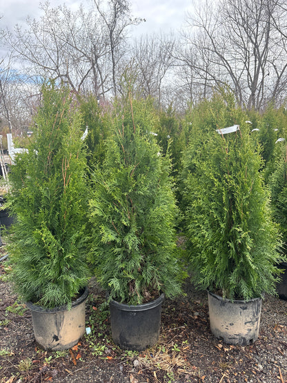 Emerald Green Arborvitae