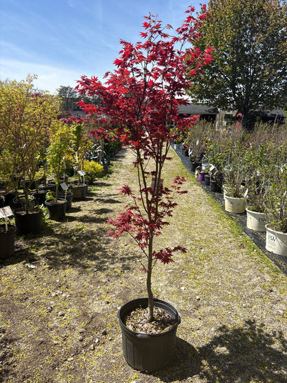 Cider Hill Japanese Maple