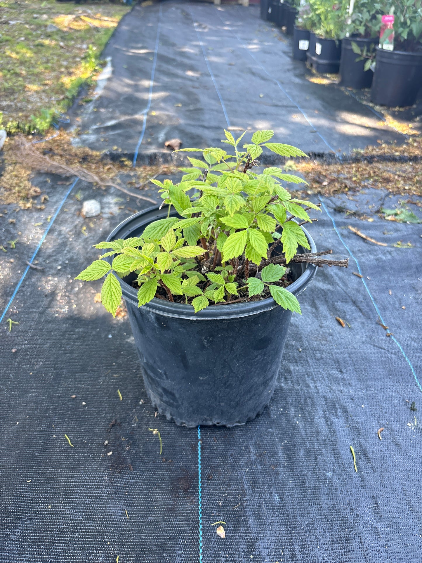 Heritage Red Raspberry