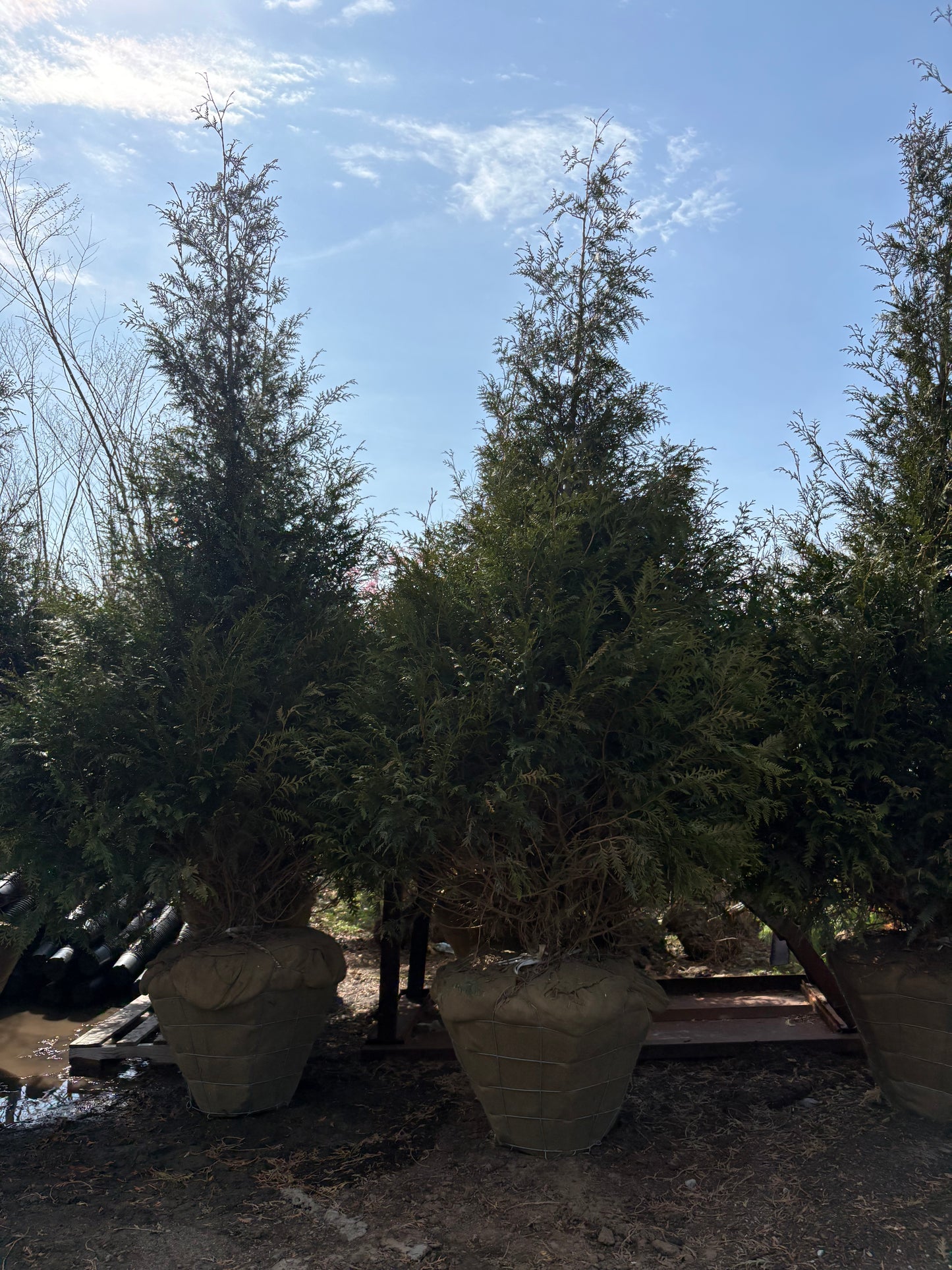Green Giant Arborvitae