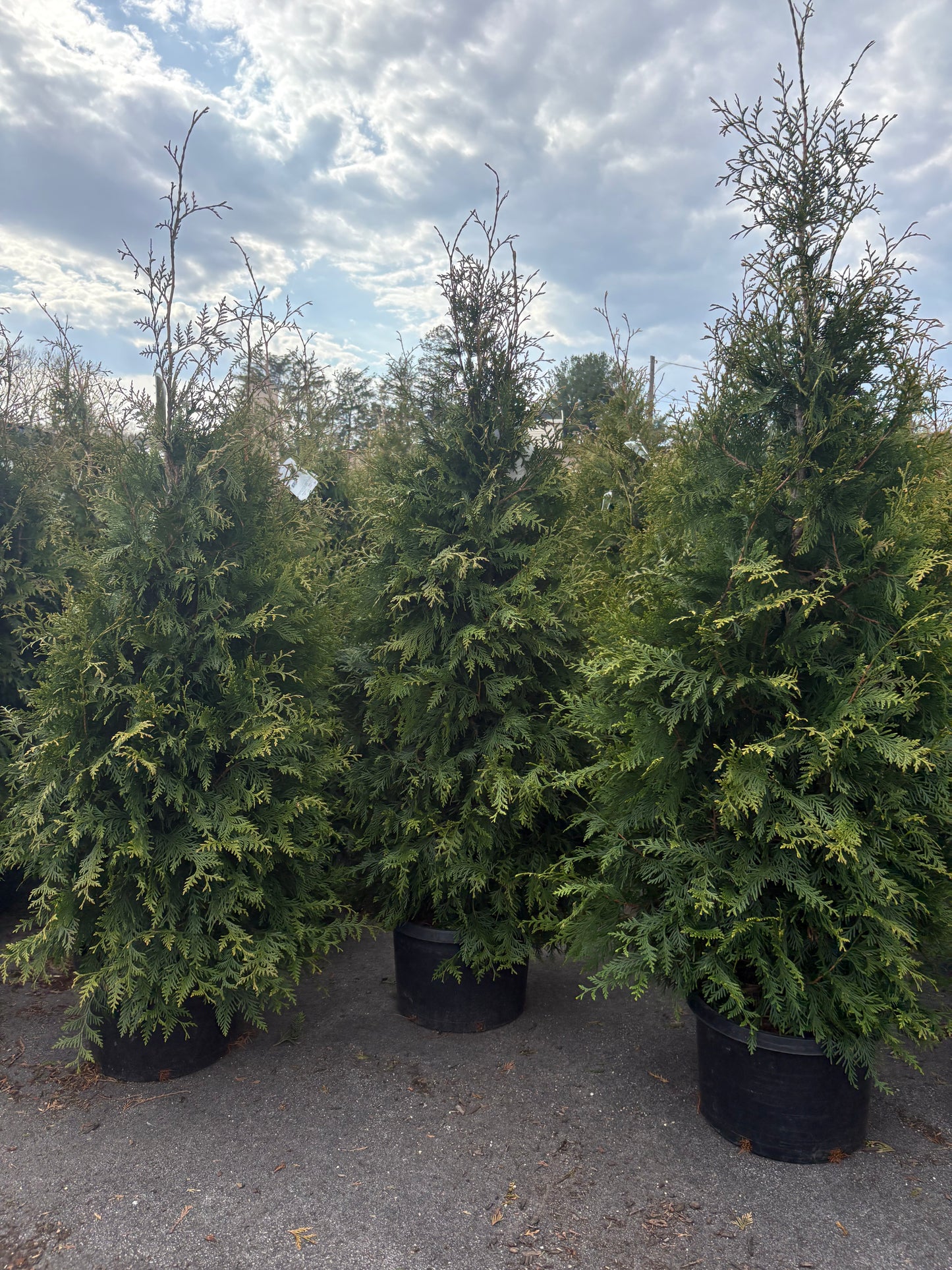 Green Giant Arborvitae
