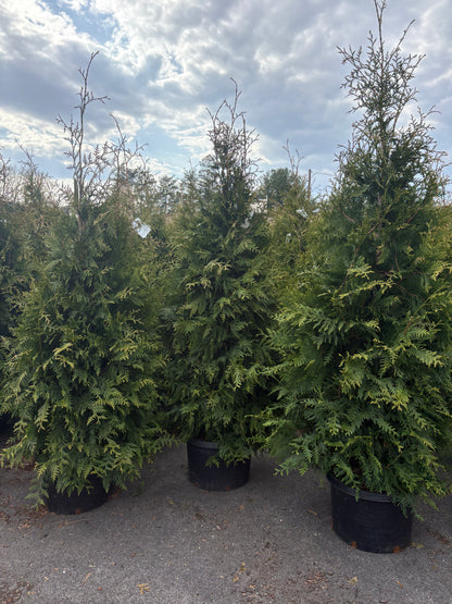 Green Giant Arborvitae