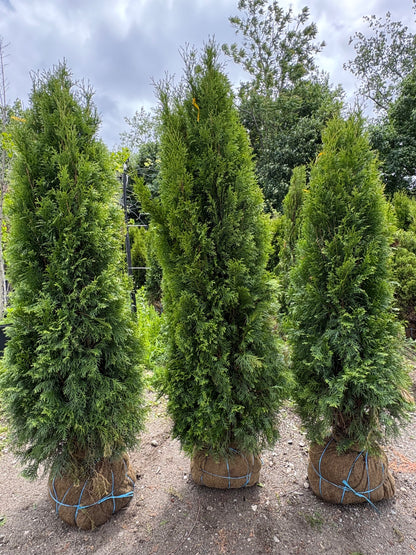 Emerald Green Arborvitae
