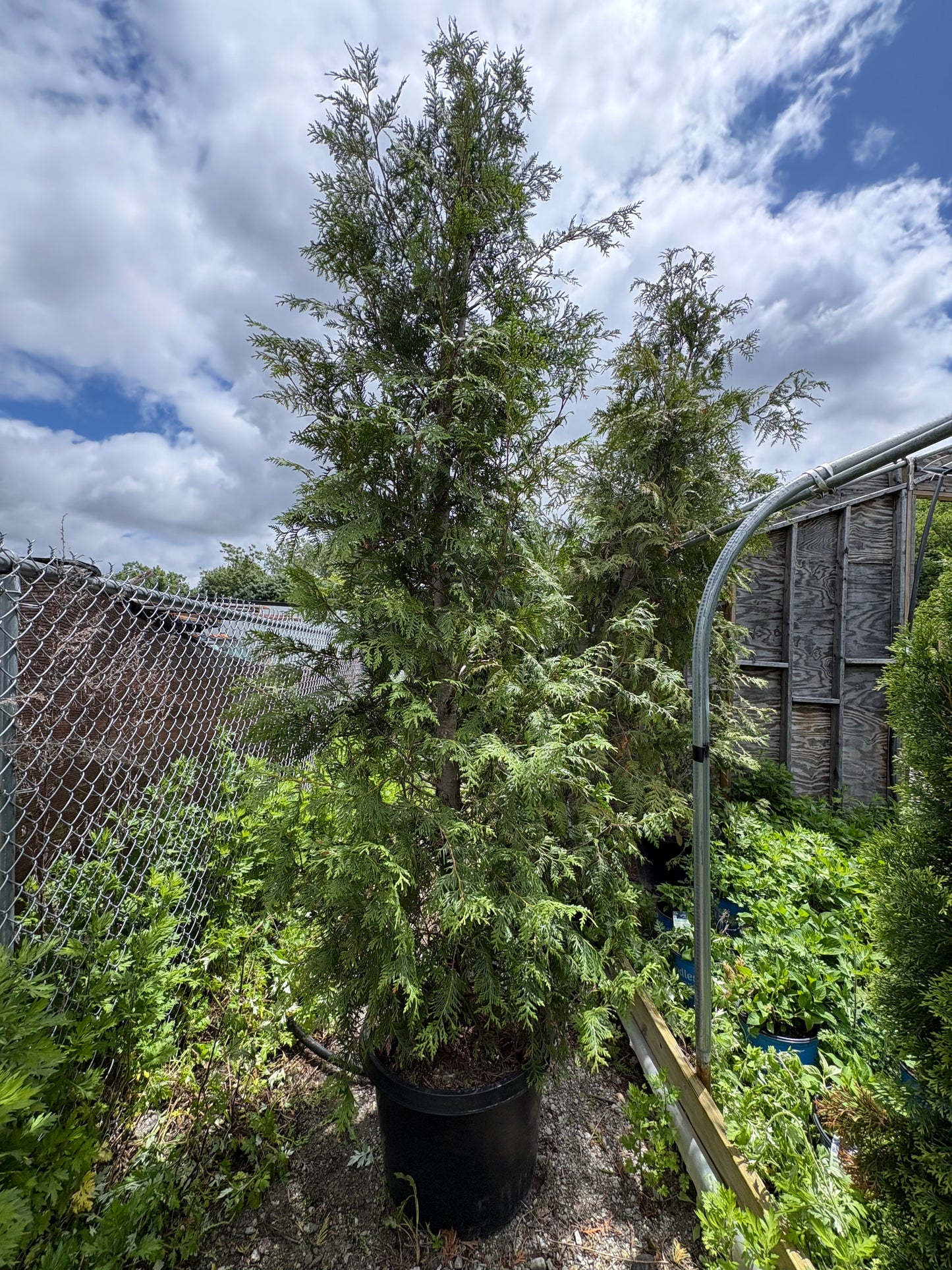 Green Giant Arborvitae