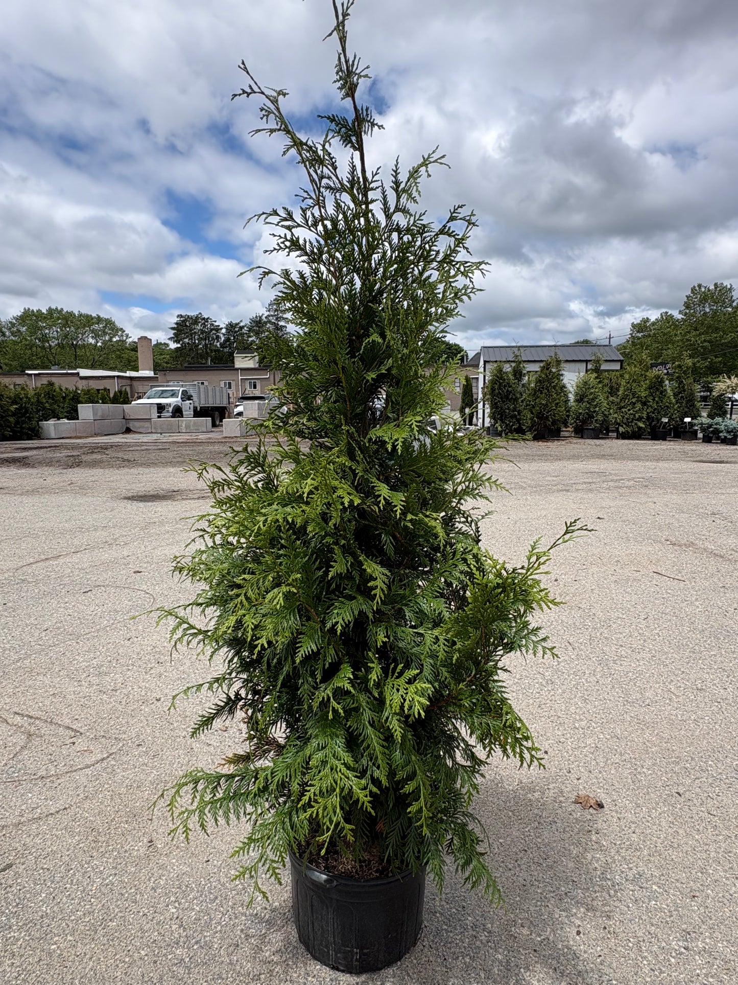 Green Giant Arborvitae