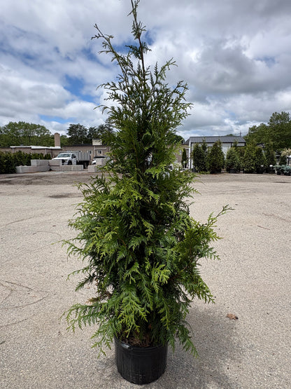 Green Giant Arborvitae