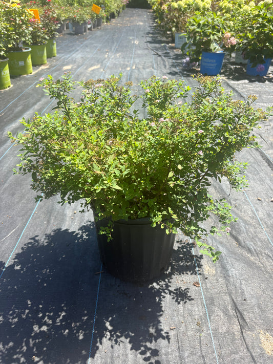Little Princess Spirea