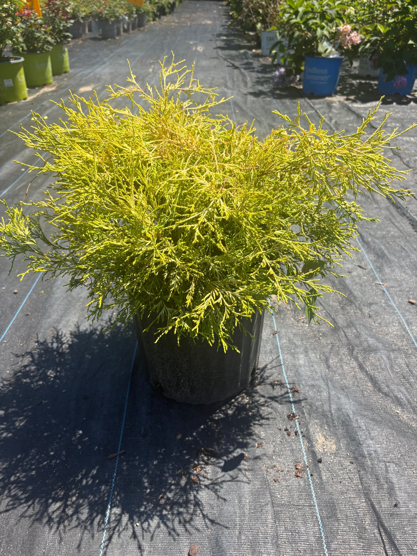 Gold Mop False Cypress