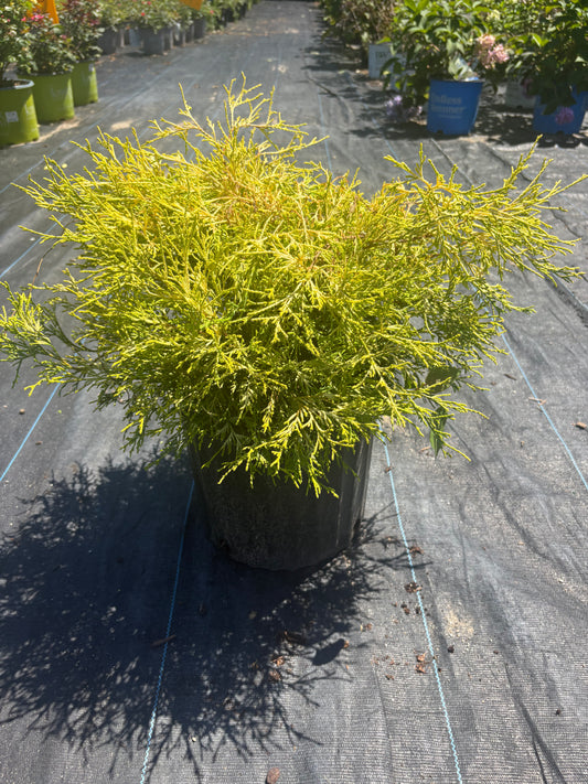 Gold Mop False Cypress