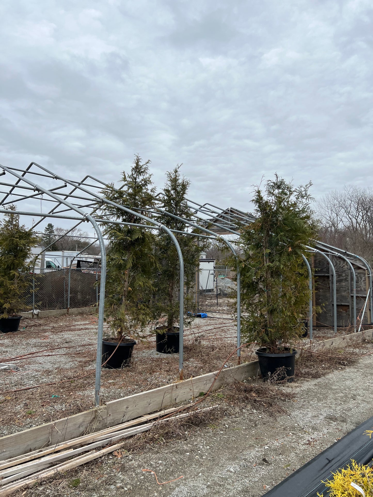 Green Giant Arborvitae