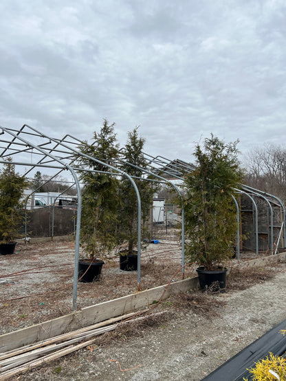Green Giant Arborvitae