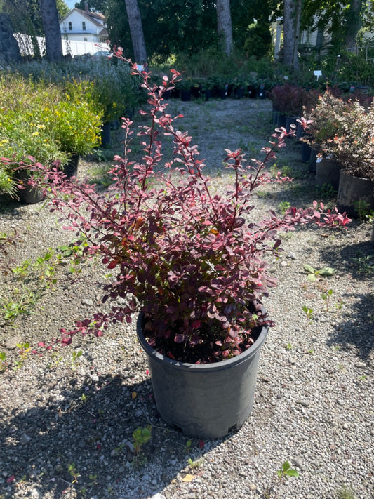Rose Glow Barberry