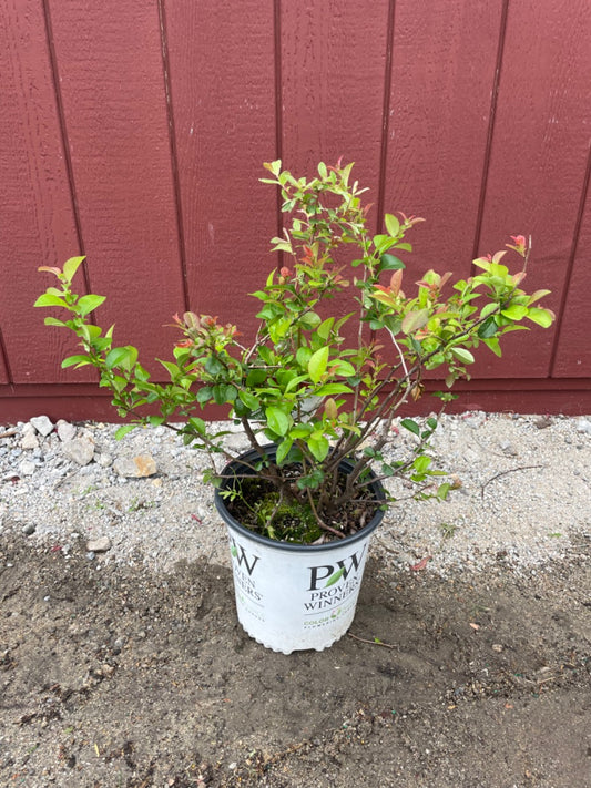 Double take orange storm flower