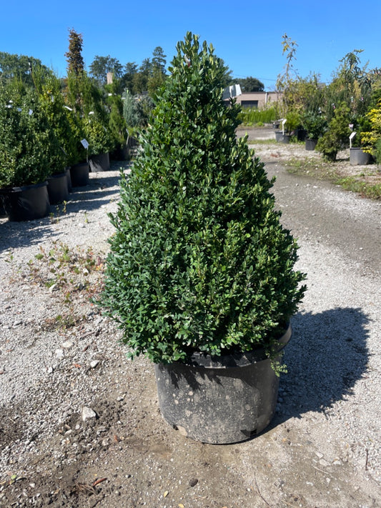 Green Mountain Boxwood Cone
