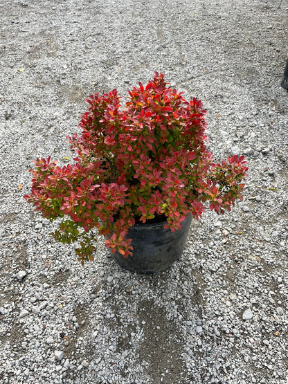 Admiration Barberry