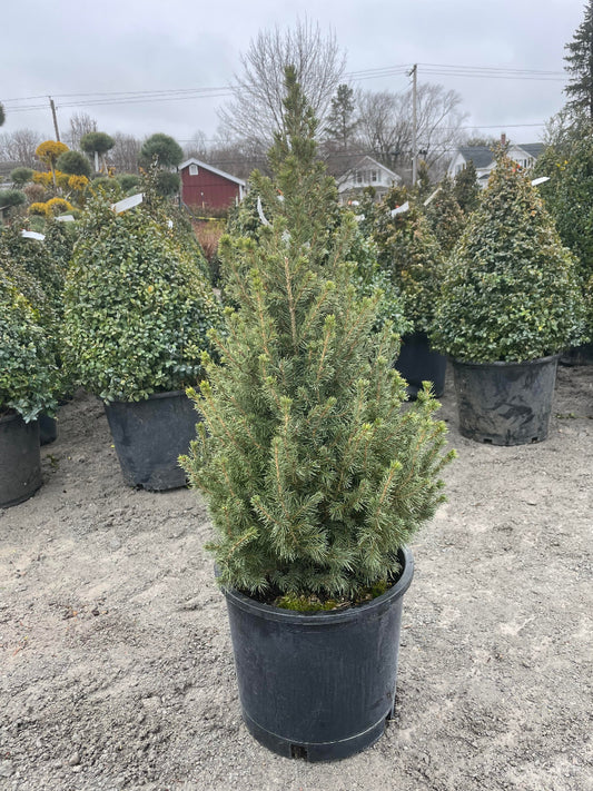 Dwarf Alberta Spruce