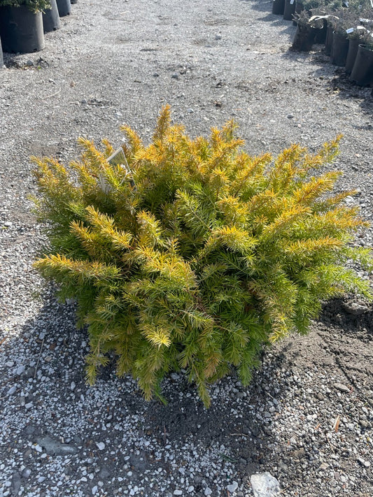 All Gold Shore Juniper
