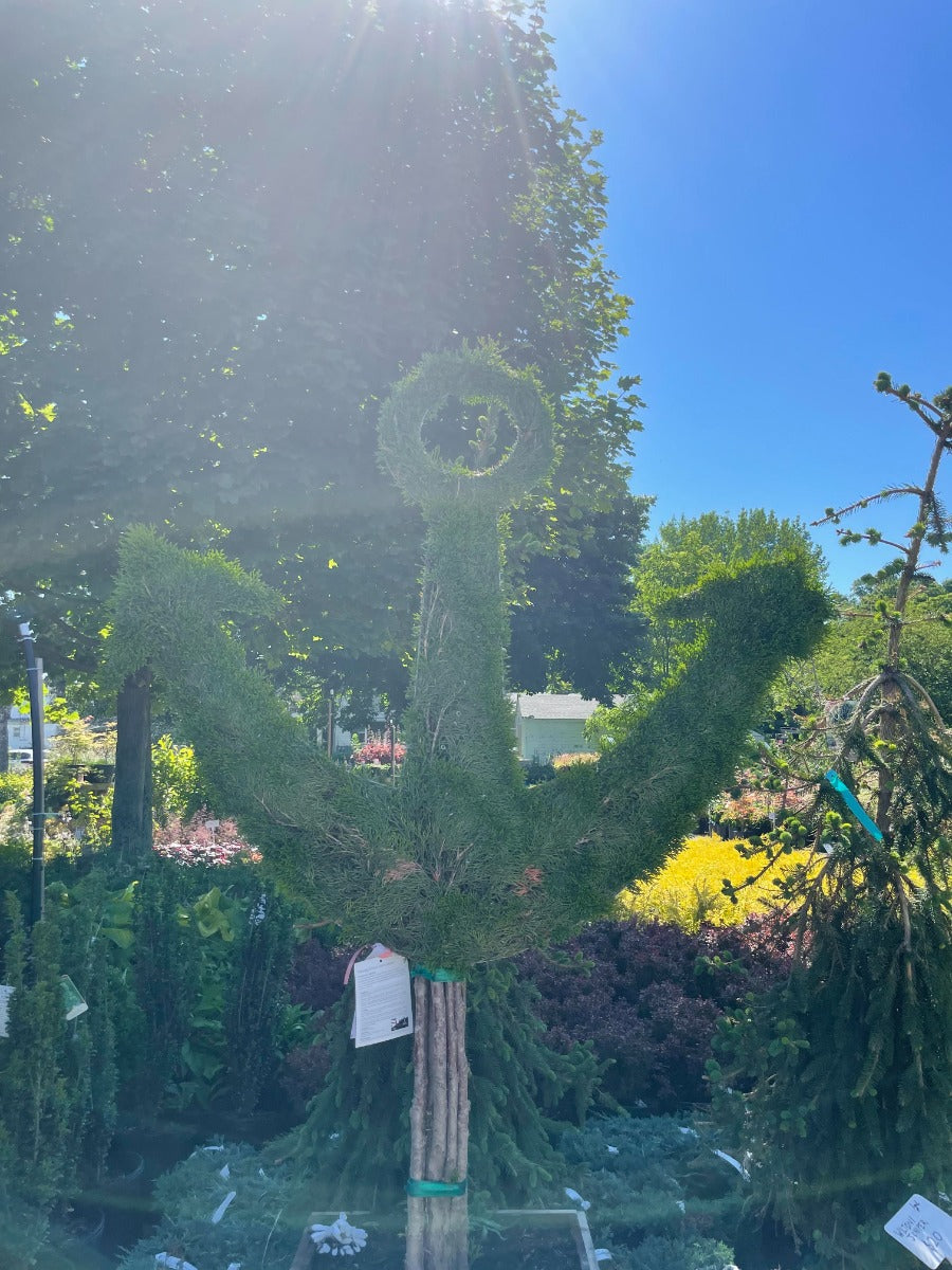 Large Anchor Emerald Green Arborvitae