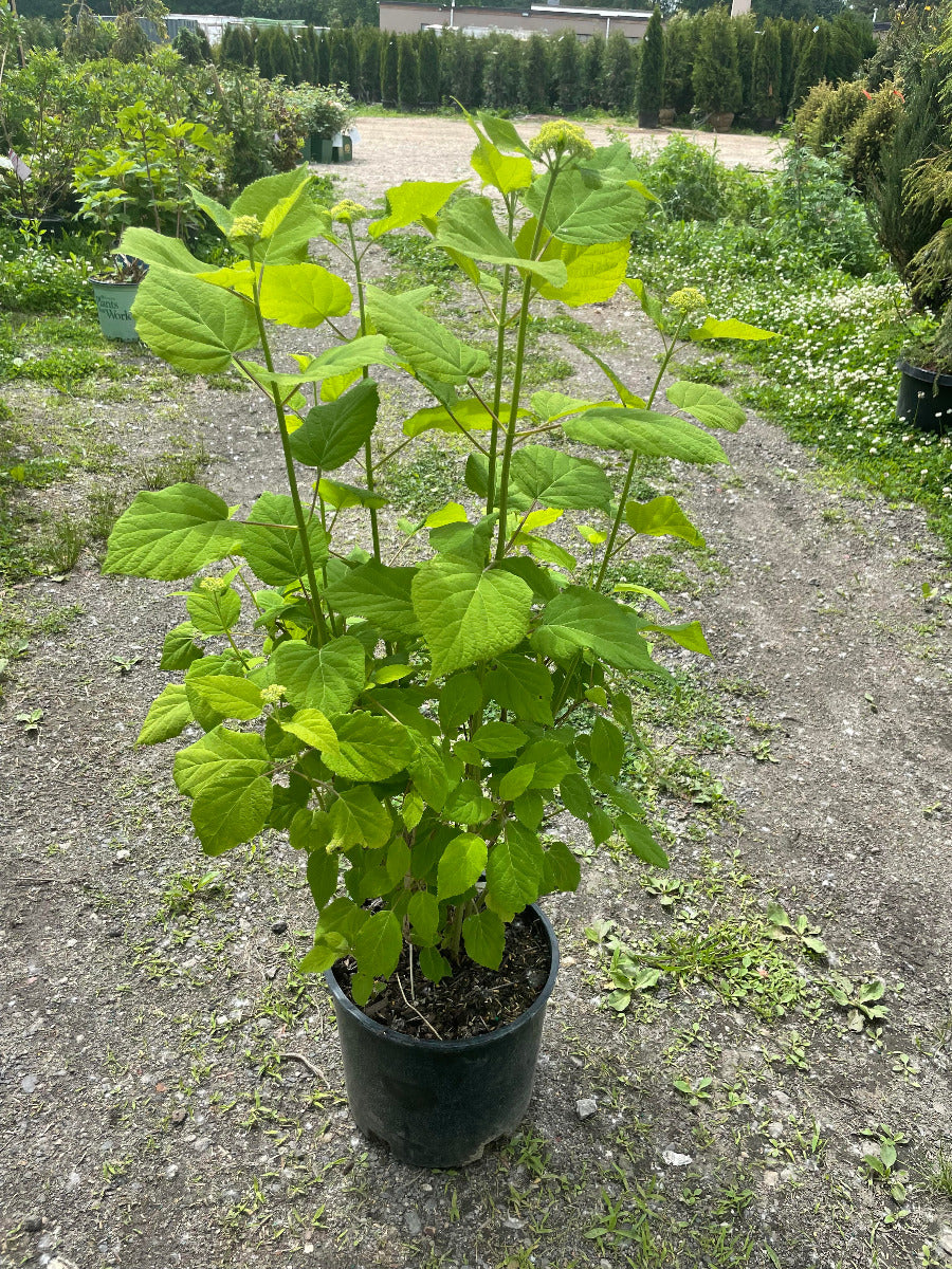 'Annabelle' Hydrangea