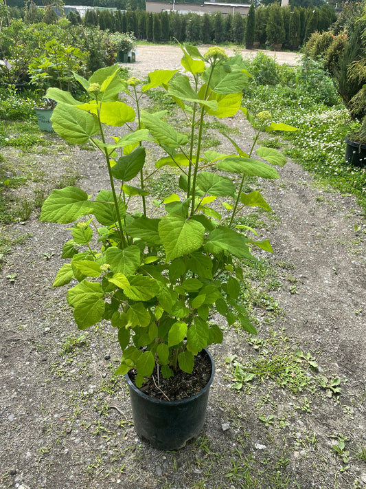 'Annabelle' Hydrangea