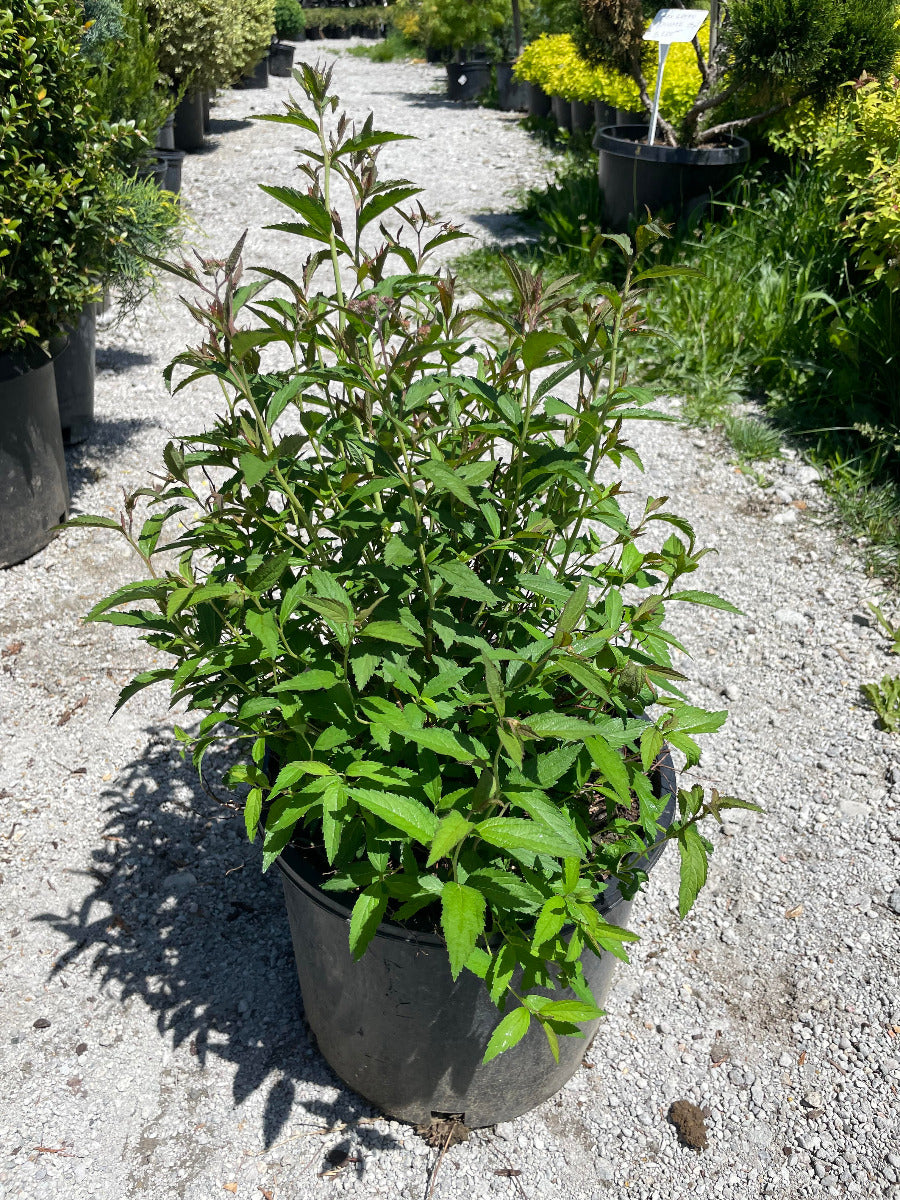 Anthony Waterer Spirea