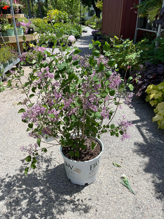 'Bloomerang' Reblooming Lilac