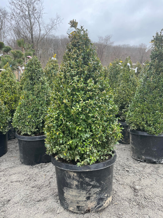 Common Boxwood Cone