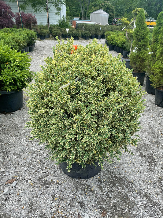 Variegated Common Boxwood